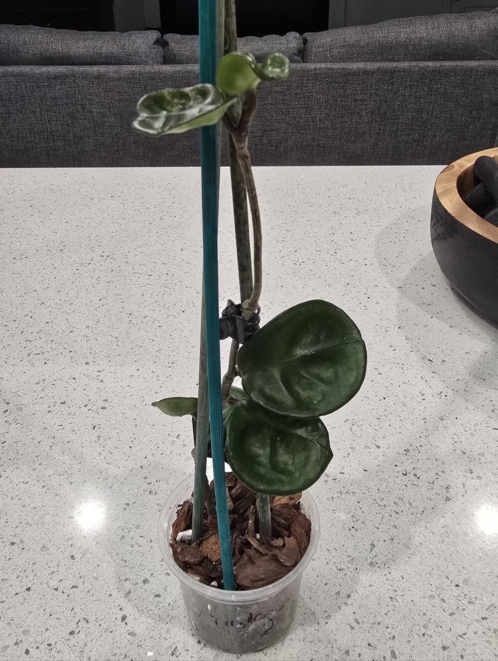 Hoya Chelsea Starter Plant